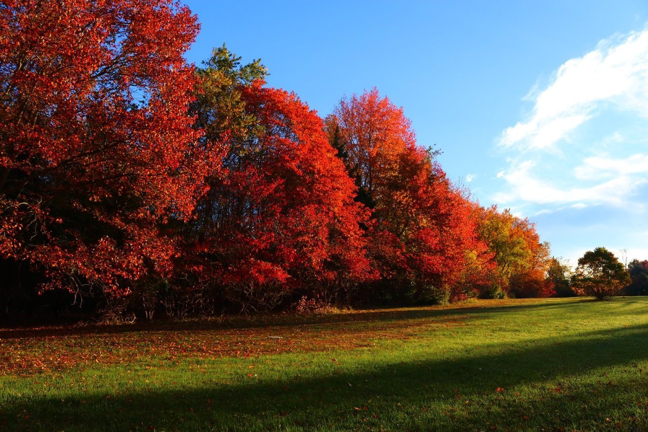 landscape tree nature grass plant sky 1365177